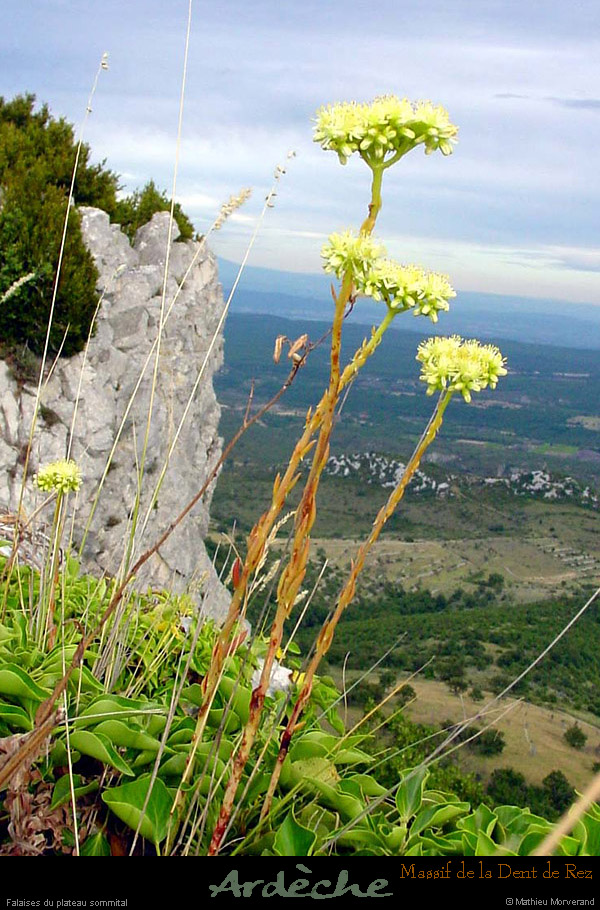 20000713_fleursjaunessurladentderez