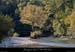 20081011_avalbranches
