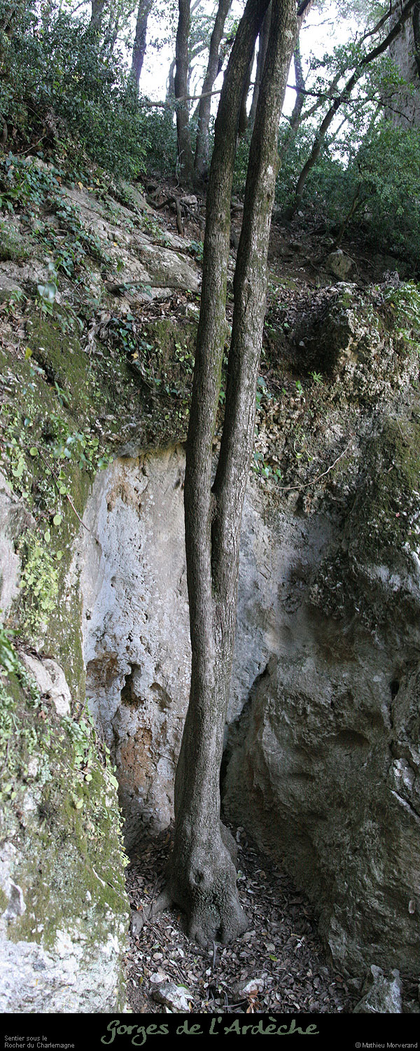 20060729_devesvirac2