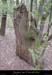 20030330_devesvirac_bois