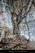 20080419_devesdeviracpieddefalaise2
