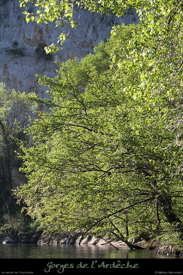 20110410_foussoubie_am1