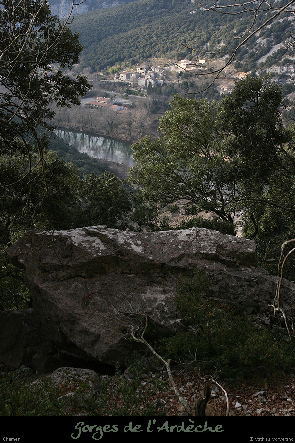 20081228_chamesdeviresserredetourre01