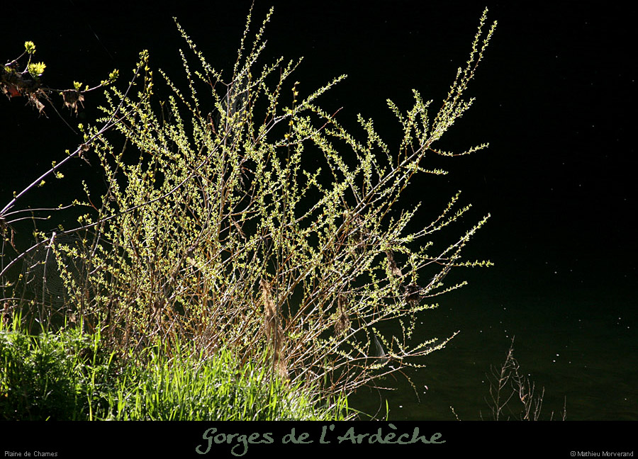 20130414_rivessschames
