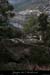 20081228_chamesdeviresserredetourre01