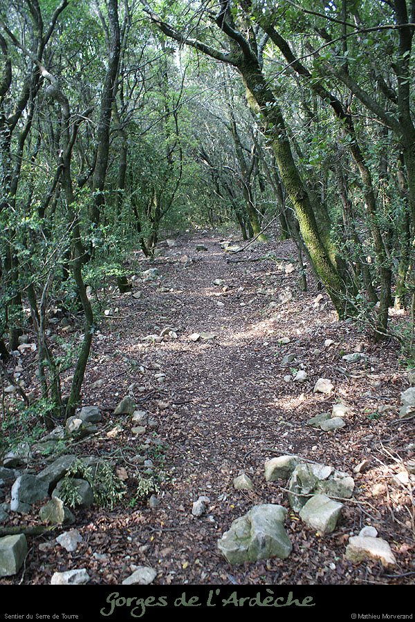 20090413_serredetourresentier