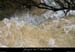 20080601_tiourreruisseau7