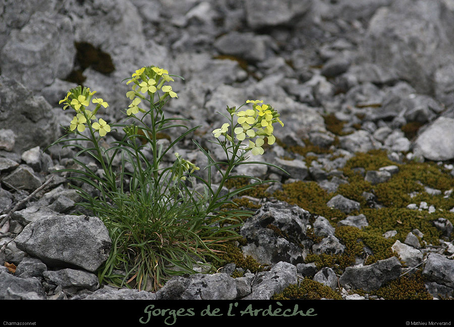 20130421_pentescharmasson_fleur1