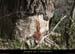 20130407_charmassonnet_arbreacastor