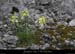 20130421_pentescharmasson_fleur1