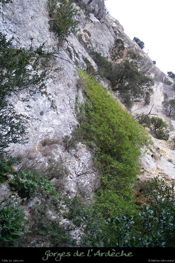 20090220_faillesaleyron_ssarche1