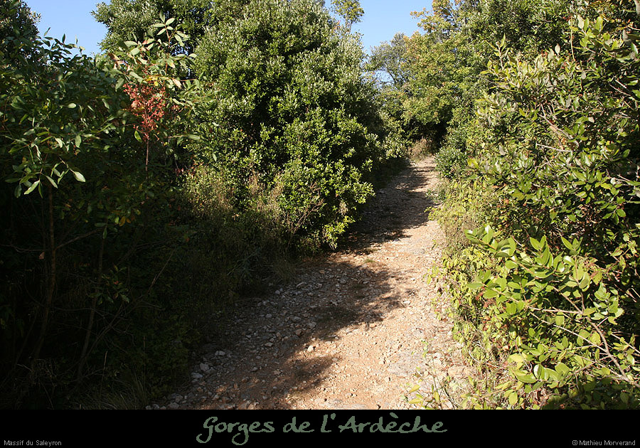 20090815_massifsaleyroncheminnw