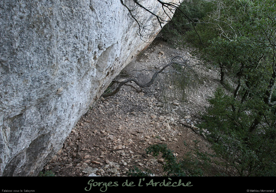 20081221_piedfalaisessaleyron1