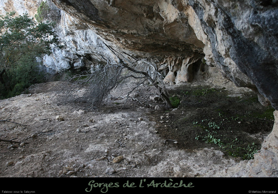 20081221_piedfalaisessaleyron3