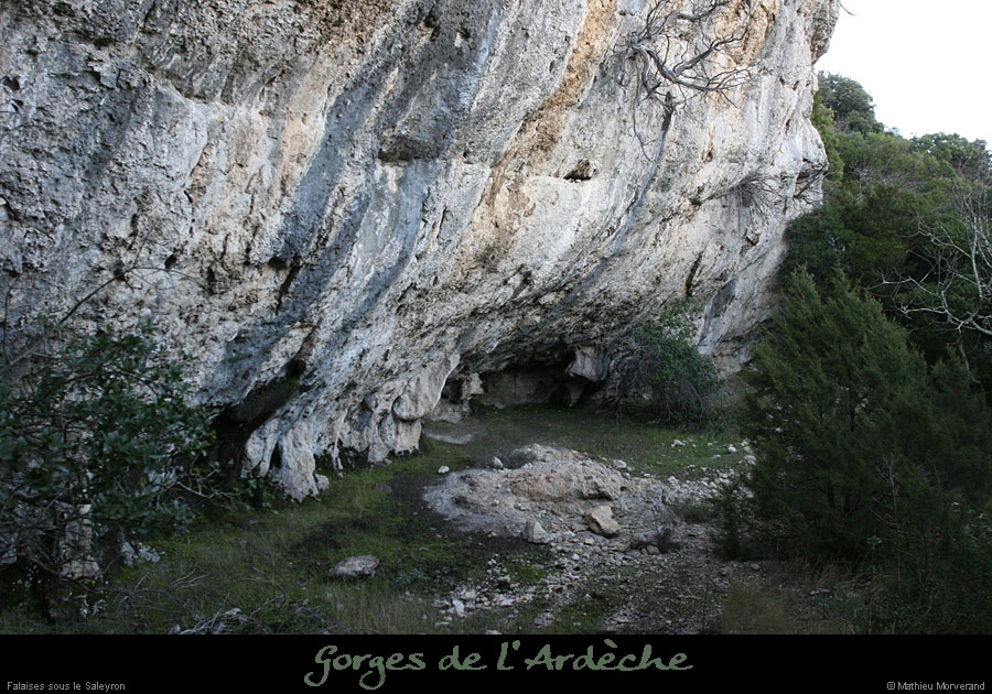 20081221_piedfalaisessaleyron4