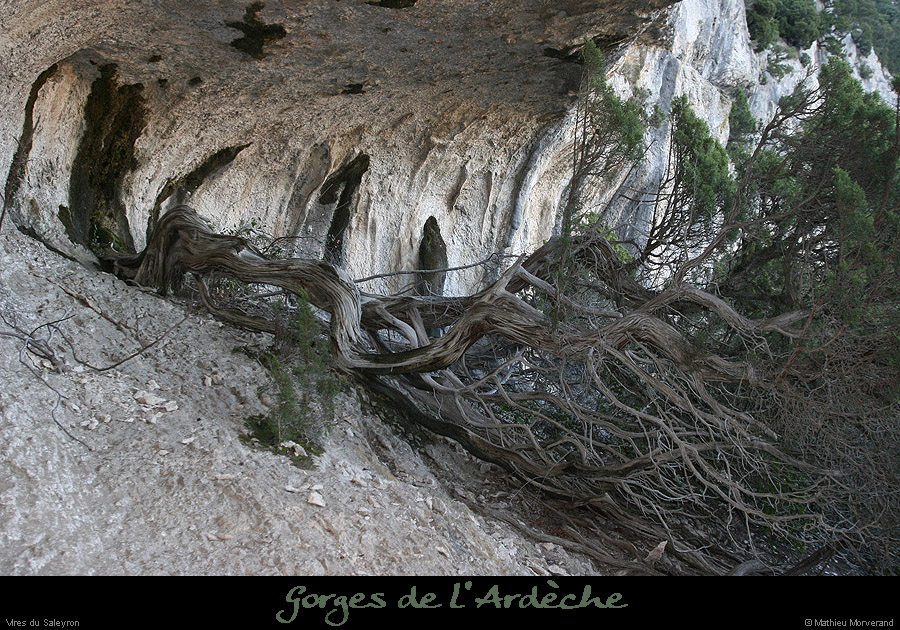 20081227_saleyron_virearche_baume1