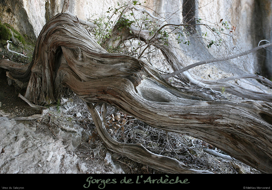 20081227_saleyron_virearche_baume2