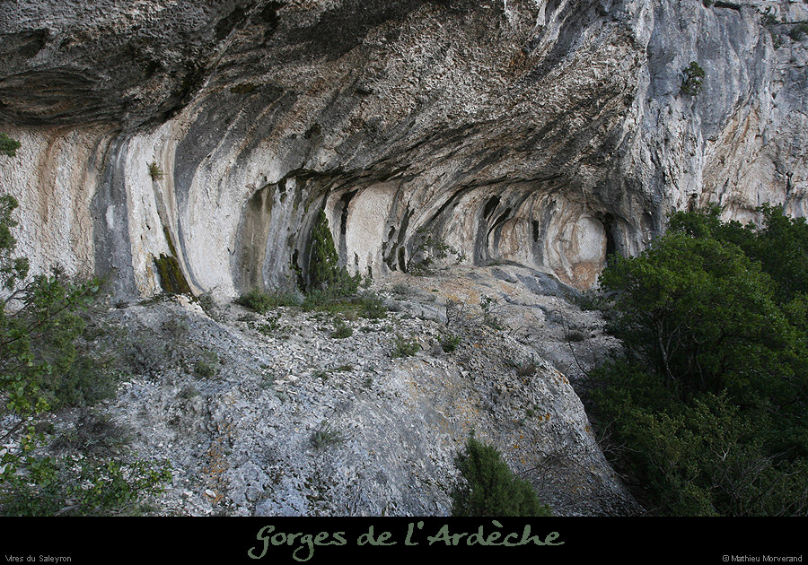 20081227_saleyron_viresup_baume1