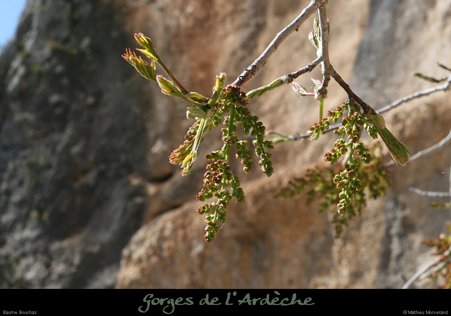 20080407_baumebouchas