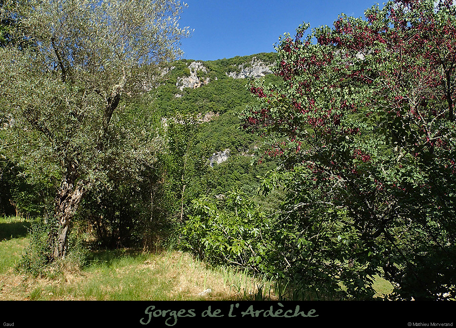 20150531_gaud1