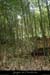 20150531_gaud_foretbambou