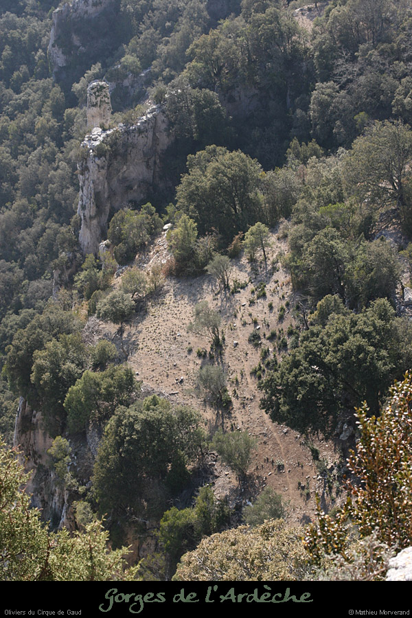 20080214_ciquegaudnordoliviers2