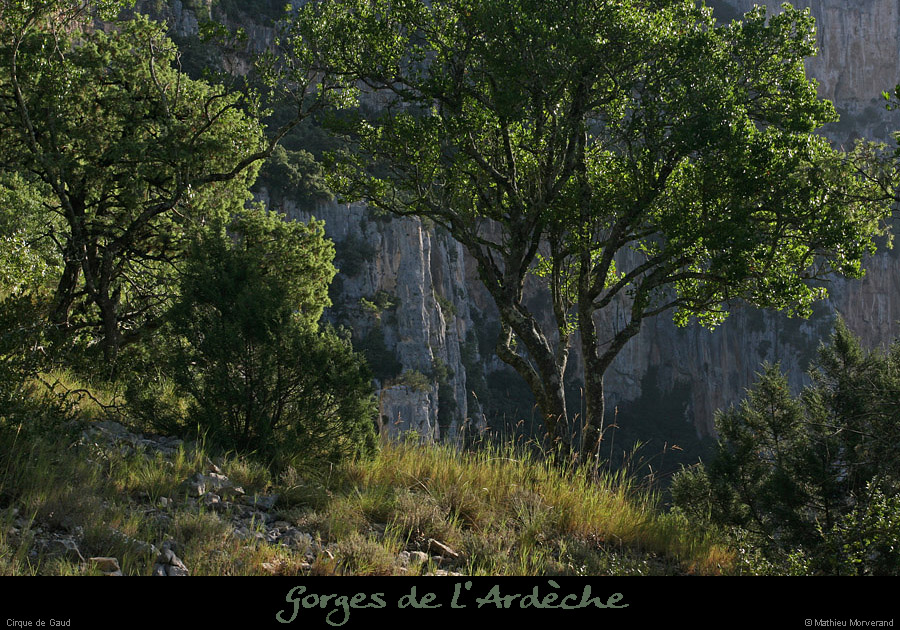 20080814_001gaud