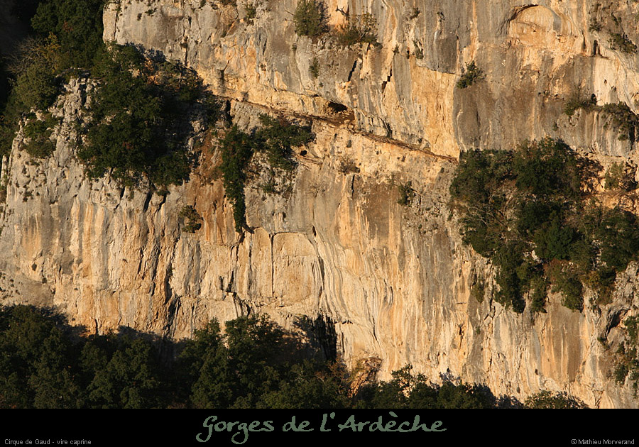 20081116_gaud_virecaprine