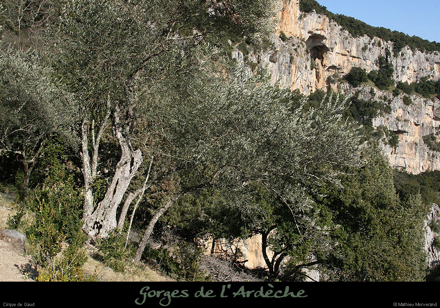 20090307_cirquegaudoliviers2