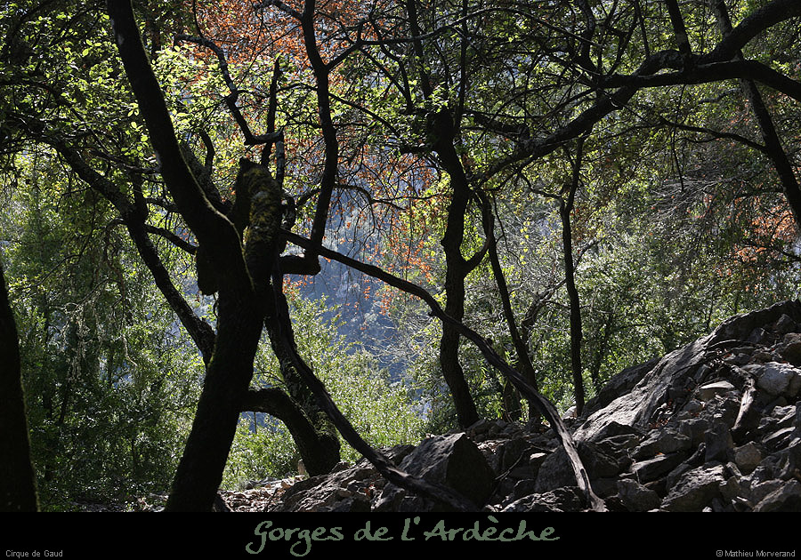 20090307_cirquegaudvireintbois4