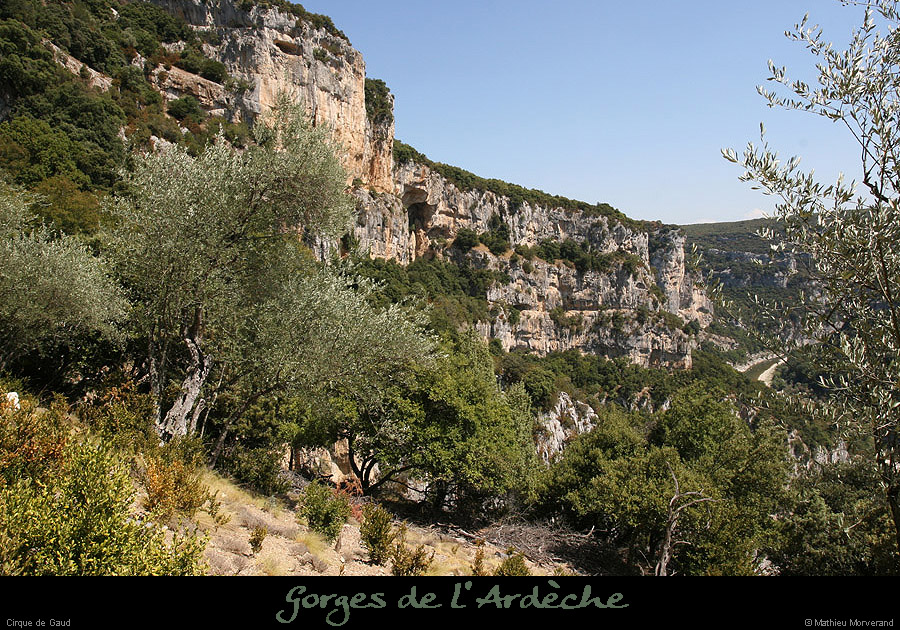 20090820_gaudvireintoliviers1