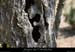 20080214_ciquegaudnordoliviers1