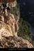 20081207_cirquegaud_virecaprine3