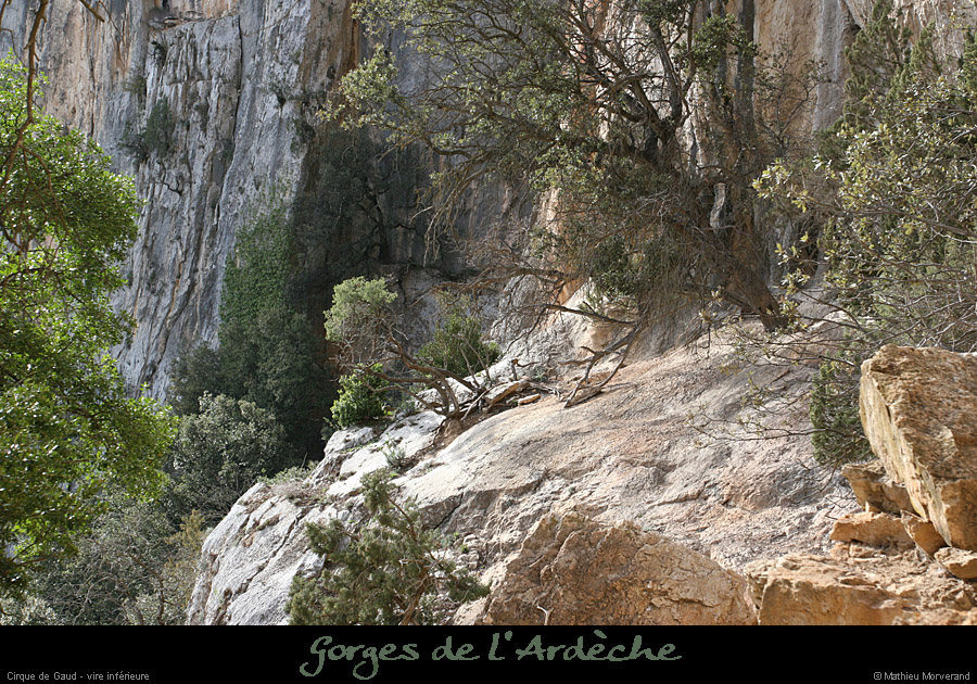 20080301_gaud_vireinf_baume2