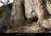 20080301_gaud_vireinf_baume1