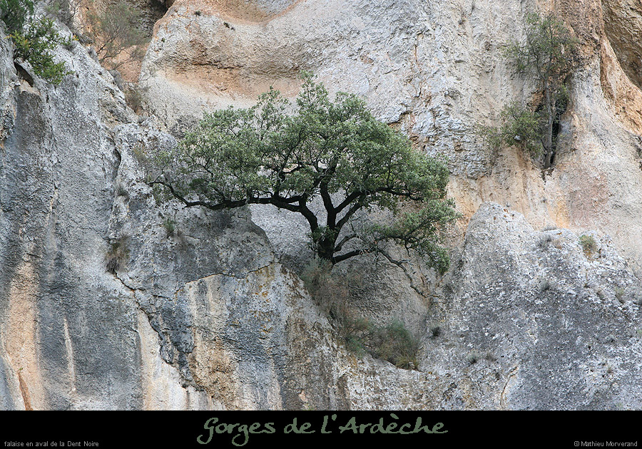 20050710_dtnoirefalaise