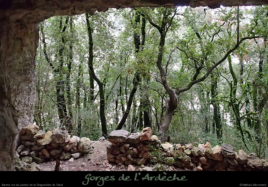 20160103_pentesdragonnierebaume2