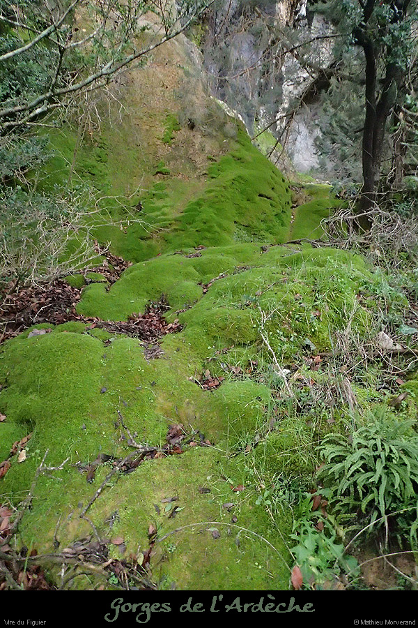 20160103_virefiguier20