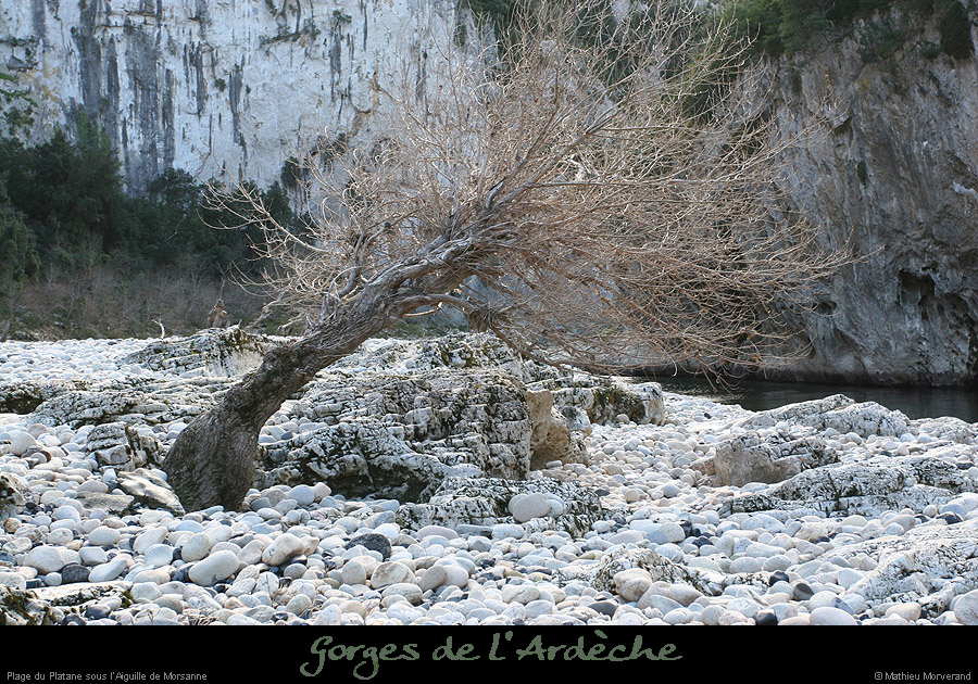 20050102_platane1