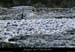 20050102_platane3