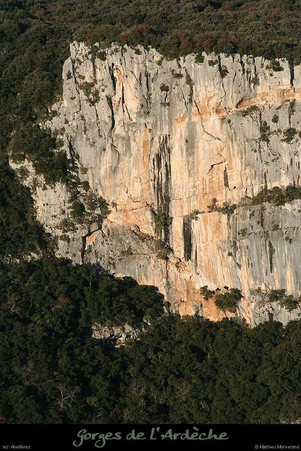 20091227_abeilleres2