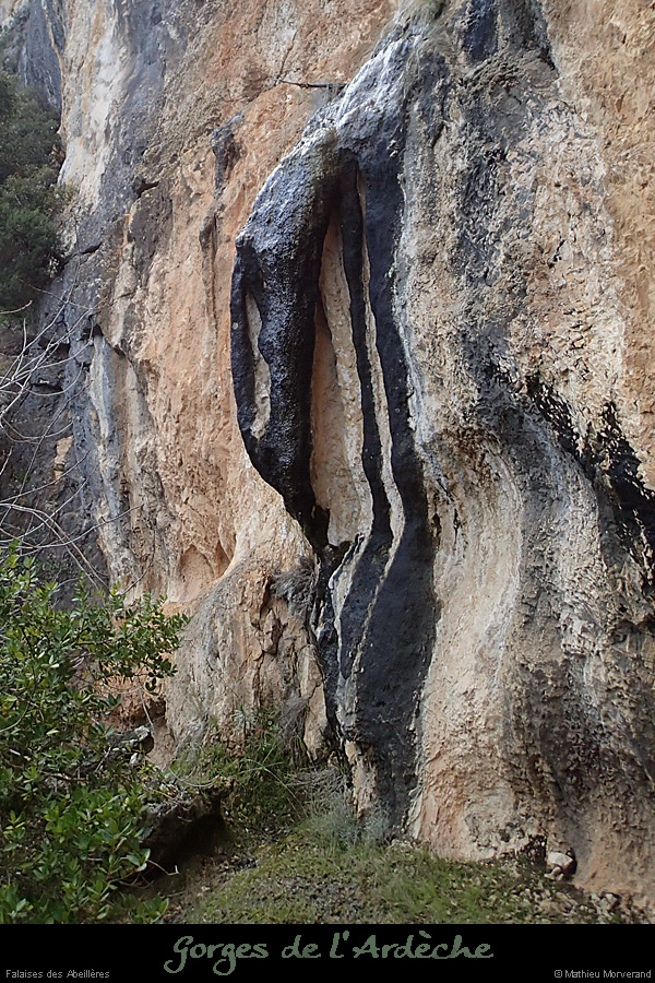 20140222_piedfalaisesabeilleres2