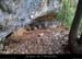 20140222_baumesssfalaisesabeilleres1