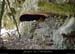 20140405_grottecloture_baumeamenagee