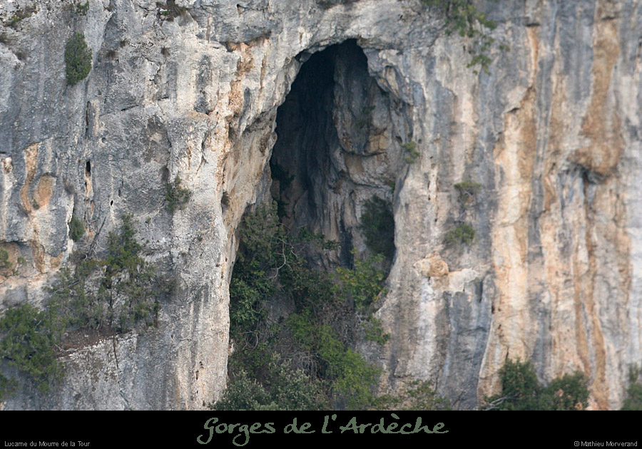 20080927_baumerdavalpigeonier