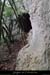 20140301_baumespresfourromaindecornicheabeilleres4