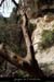 20140405_grdebaumedesrefractaires_sudarbre1