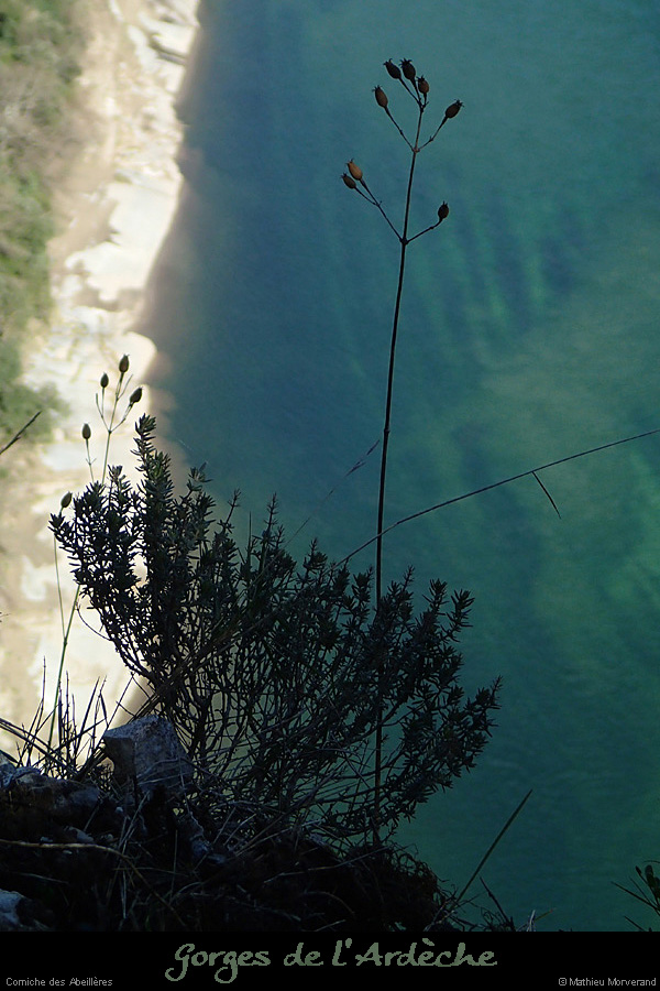 20140222_gorgesamdepuisptessfalaisesabeilleres11