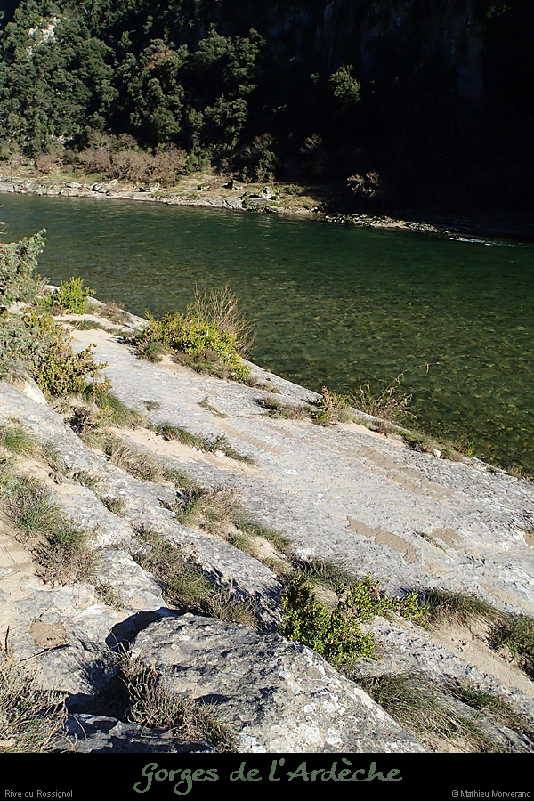20140222_rossignol_rdamabeilleres6