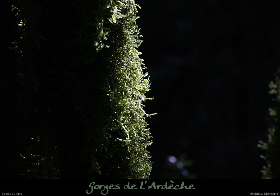20070722_combe_cros_bois1